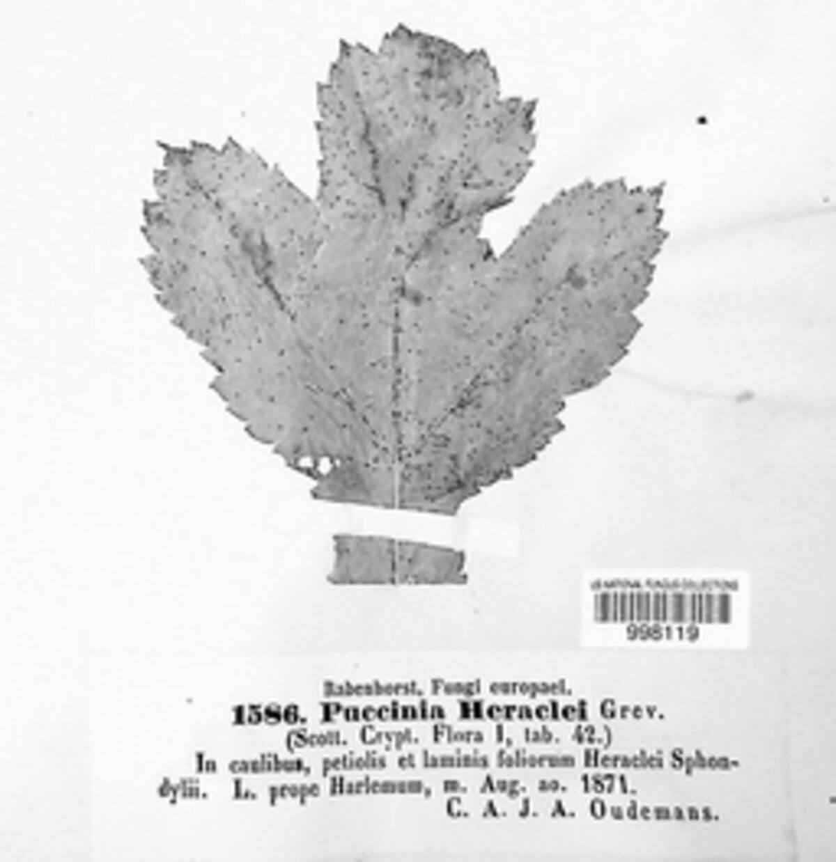 Puccinia heraclei image